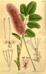 Sanguisorba obtusa amoena 142-8690