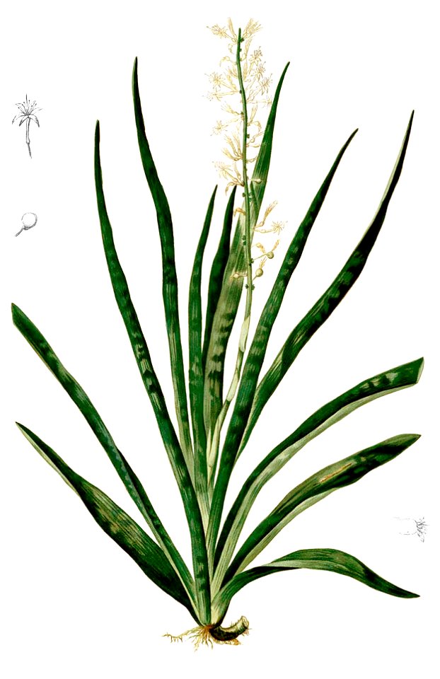 Sansevieria zeylanica Blanco2.422-cropped