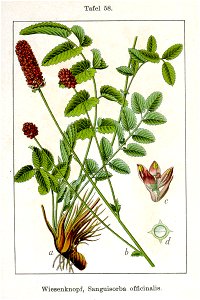 Sanguisorba officinalis Sturm58