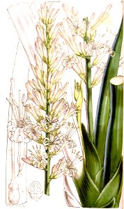 Sansevieria cylindrica pm