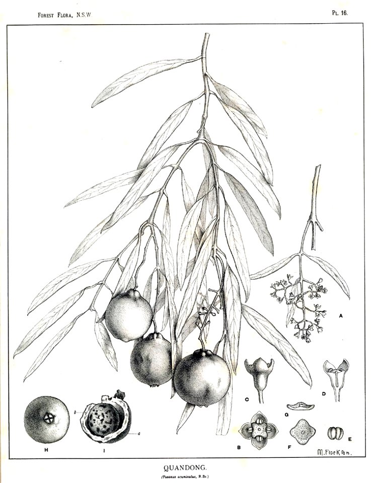 Santalum acuminatum00