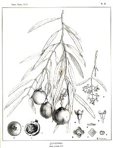 Santalum acuminatum00