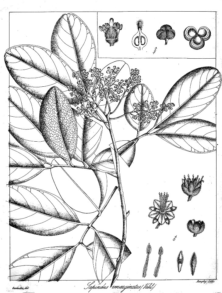 Sapindus emarginatus Govindoo