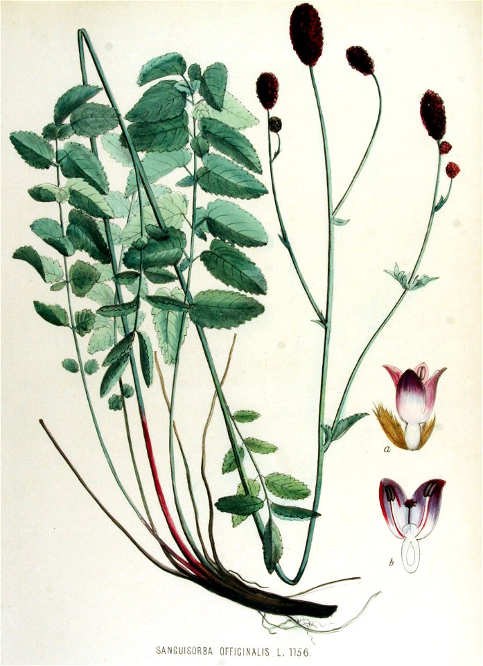 Sanguisorba officinalis — Flora Batava — Volume v15