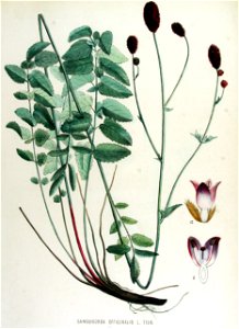 Sanguisorba officinalis — Flora Batava — Volume v15