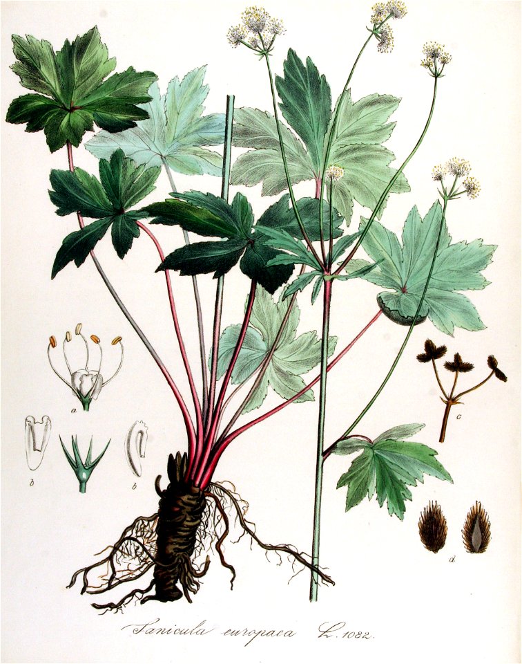 Sanicula europaea — Flora Batava — Volume v14
