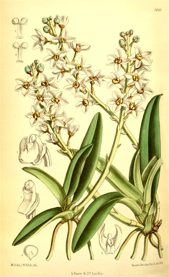 Sarcochilus hartmannii - Curtis' 114 (Ser. 3 no. 44) pl 7010 (1888)