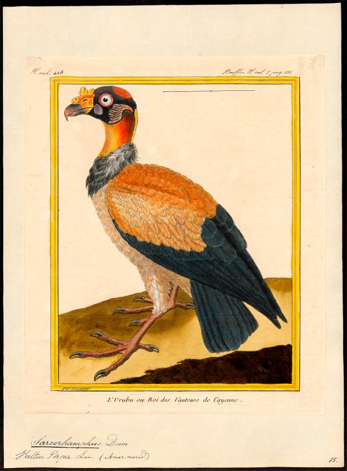 Sarcoramphus papa - 1700-1880 - Print - Iconographia Zoologica - Special Collections University of Amsterdam - UBA01 IZ18100111
