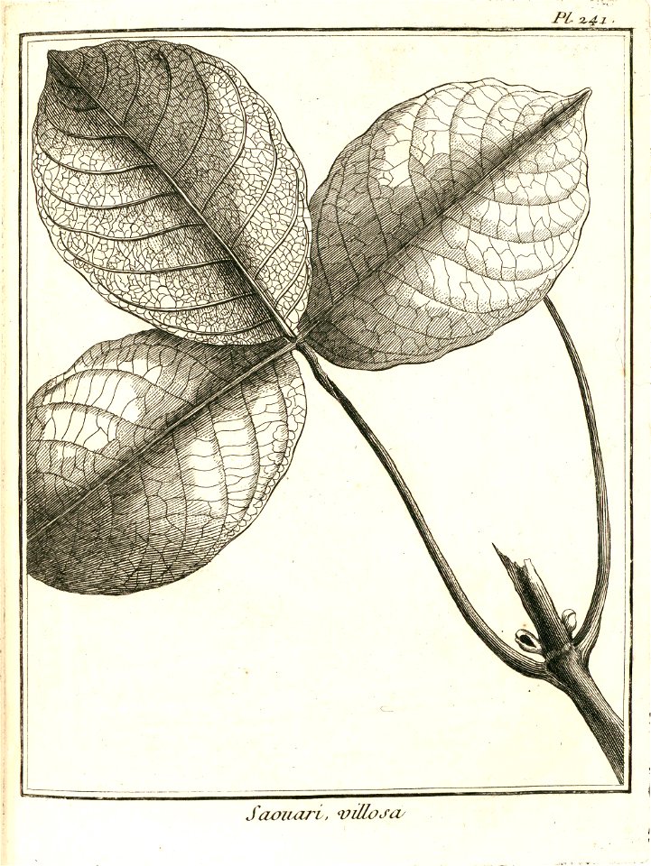 Saouari villosa Aublet 1775 pl 241