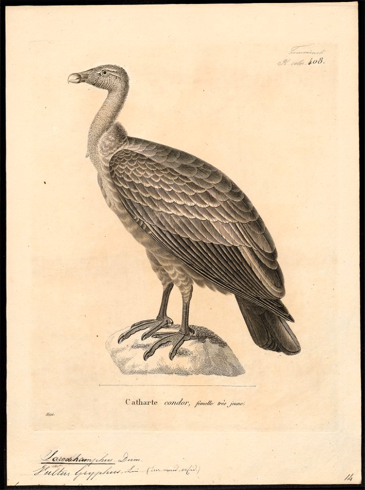 Sarcoramphus gryphus - 1700-1880 - Print - Iconographia Zoologica - Special Collections University of Amsterdam - UBA01 IZ18100103