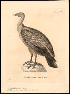 Sarcoramphus gryphus - 1700-1880 - Print - Iconographia Zoologica - Special Collections University of Amsterdam - UBA01 IZ18100103