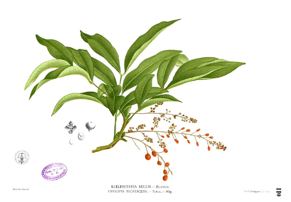 Sapindus baccata Blanco1.110