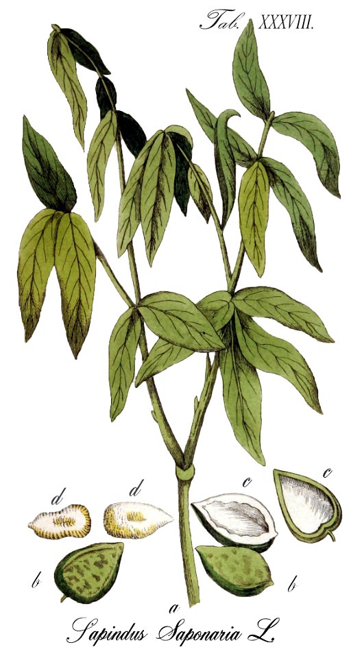 Sapindus saponaria Ypey38 edit with labels