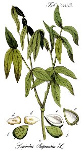 Sapindus saponaria Ypey38 edit with labels