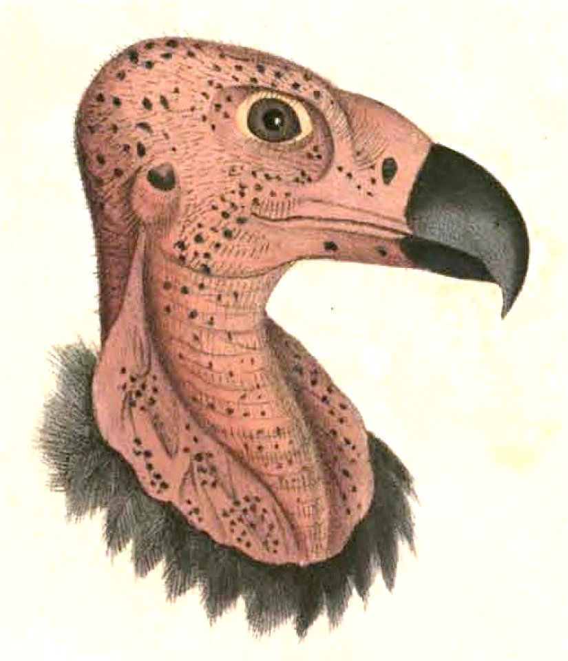 Sarcogyps calvus Hardwicke