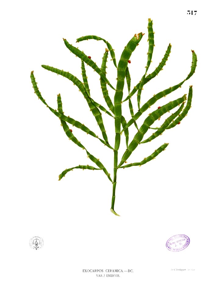 Santalaceae sp Blanco2.317
