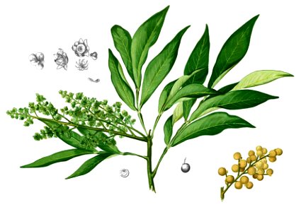 Sapindus saponaria Blanco2.388-cropped