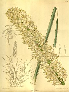 Sansevieria aethiopica 139-8487