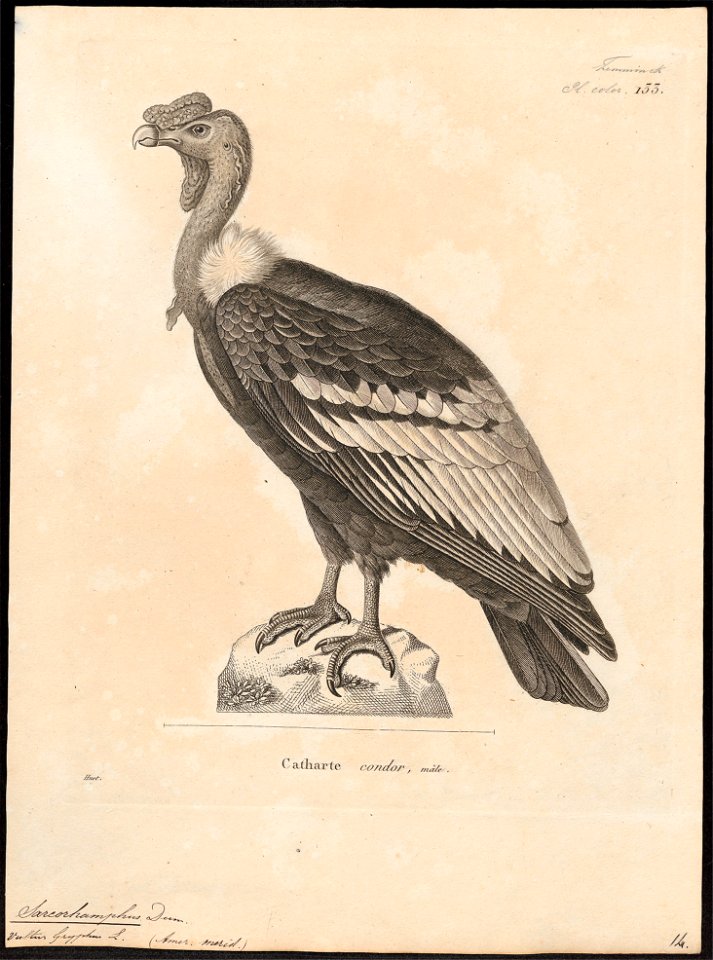 Sarcoramphus gryphus - 1700-1880 - Print - Iconographia Zoologica - Special Collections University of Amsterdam - UBA01 IZ18100099