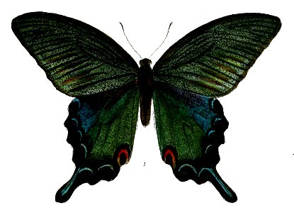 SarbariaGladiatorM 489 1