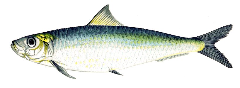 Sardina pilchardus Gervais