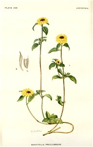 Sanvitalia procumbens