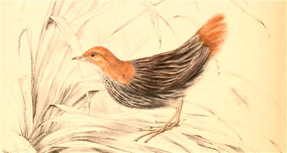 Sarothrura affinis affinis 1838 (cropped)