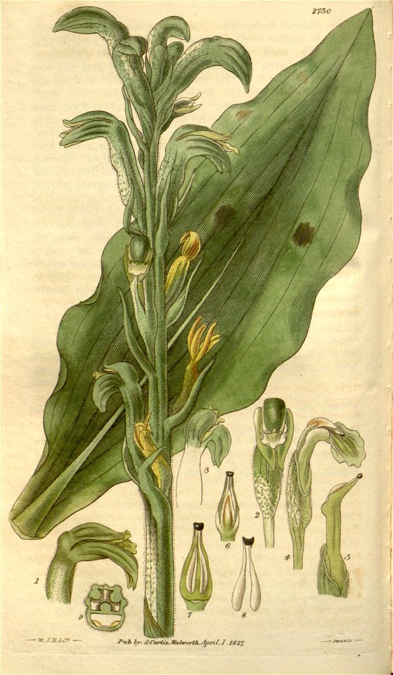 Sarcoglottis grandiflora (as Neottia grandiflora) - Curtis' 54 (N.S. 1) pl. 2730 (1827)