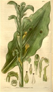 Sarcoglottis grandiflora (as Neottia grandiflora) - Curtis' 54 (N.S. 1) pl. 2730 (1827)