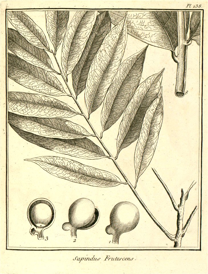 Sapindus frutescens Aublet 1775 pl 138