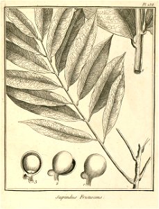 Sapindus frutescens Aublet 1775 pl 138