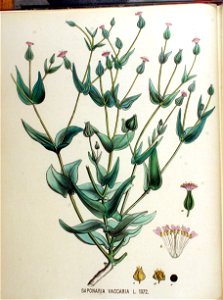 Saponaria vaccaria — Flora Batava — Volume v18