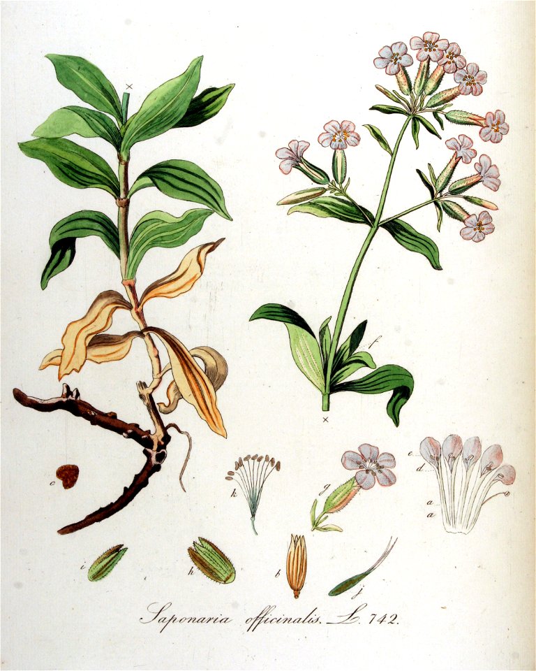 Saponaria officinalis — Flora Batava — Volume v10