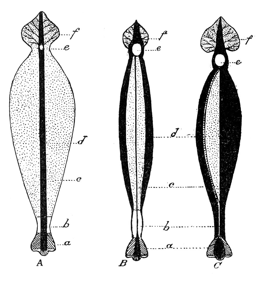 Sarraceniaceae leaf diagram Macfarlane illustration