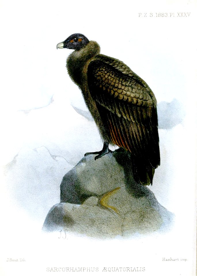 SarcorhamphusEquatorialisSmit
