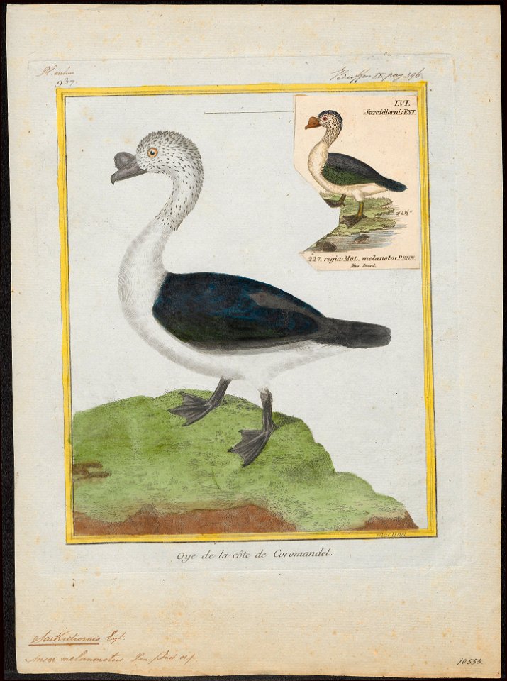 Sarkidiornis melanonotus - 1700-1880 - Print - Iconographia Zoologica - Special Collections University of Amsterdam - UBA01 IZ17600103
