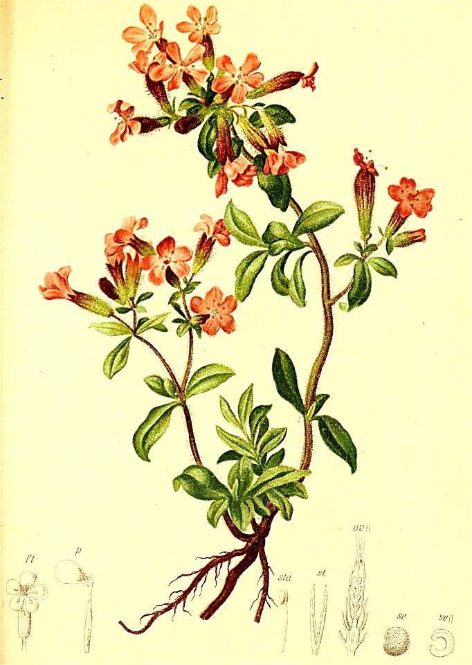 Saponaria ocymoides Atlas Alpenflora