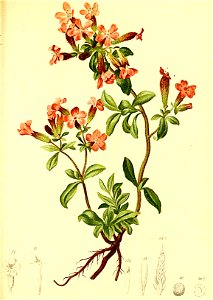 Saponaria ocymoides Atlas Alpenflora