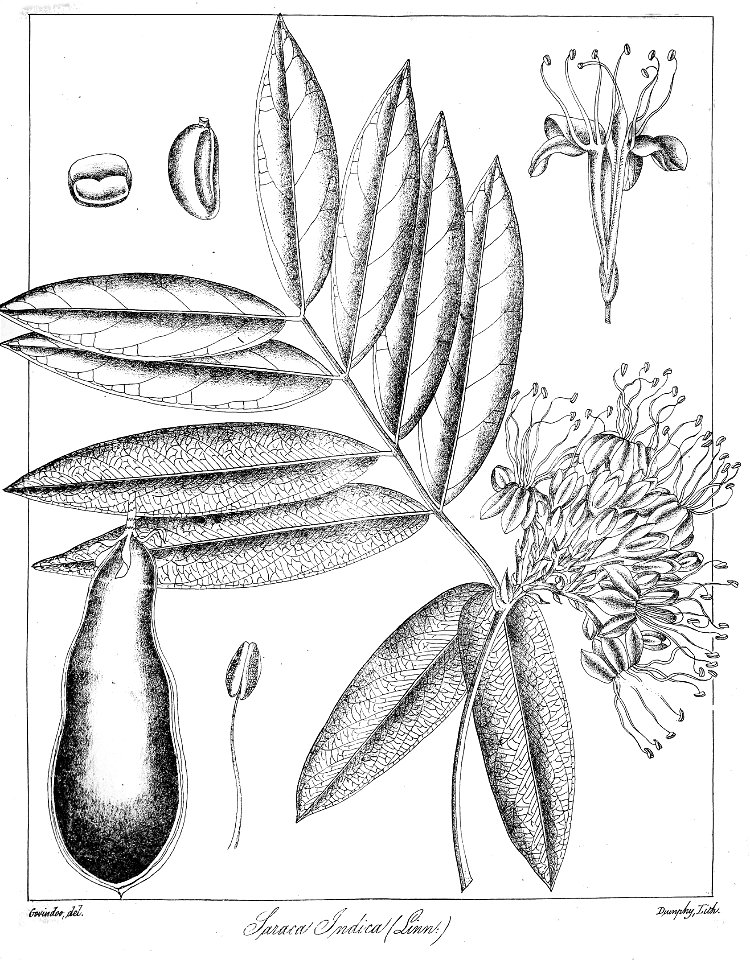 Saraca indica Govindoo