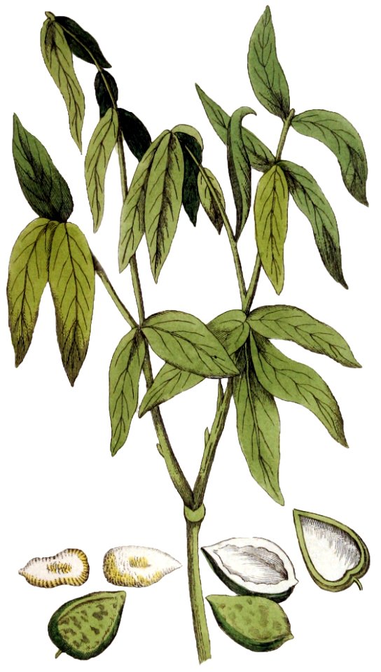 Sapindus saponaria Ypey38, cleaned