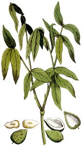 Sapindus saponaria Ypey38, cleaned