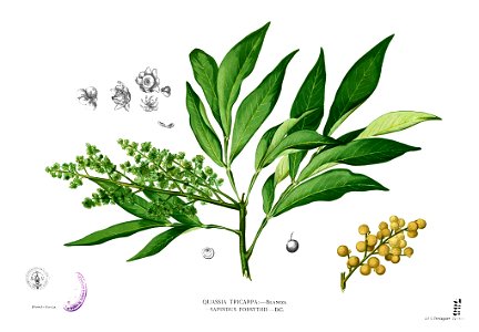 Sapindus saponaria Blanco2.388