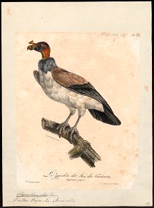 Sarcoramphus papa - 1825-1834 - Print - Iconographia Zoologica - Special Collections University of Amsterdam - UBA01 IZ18100115