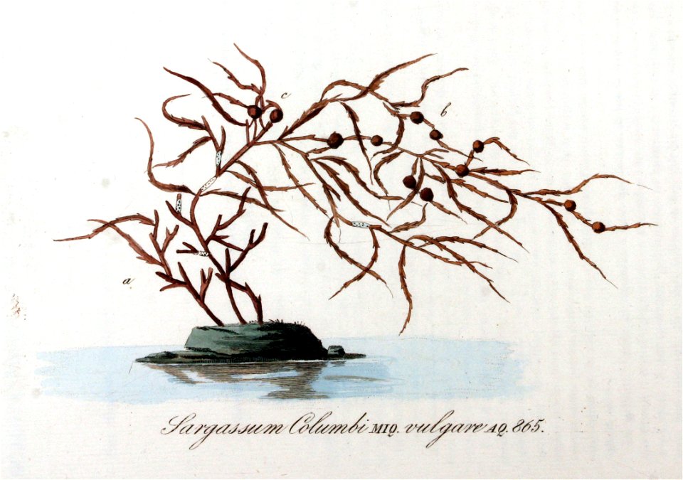 Sargassum columbi — Flora Batava — Volume v11