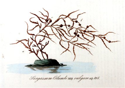 Sargassum columbi — Flora Batava — Volume v11. Free illustration for personal and commercial use.