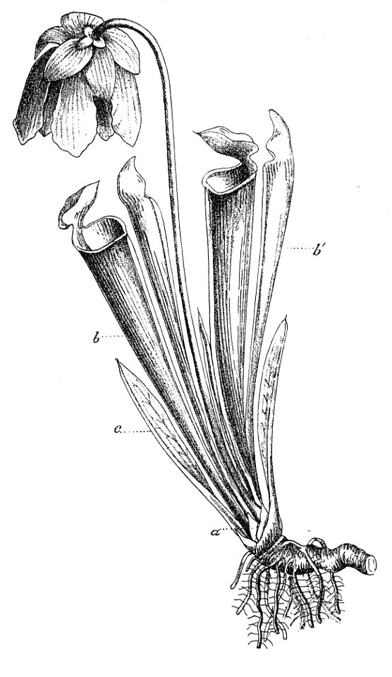 Sarracenia flava Macfarlane illustration