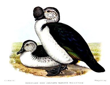 SarkidiornisMelanonotaDavies