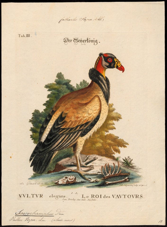 Sarcoramphus papa - 1700-1880 - Print - Iconographia Zoologica - Special Collections University of Amsterdam - UBA01 IZ18100109