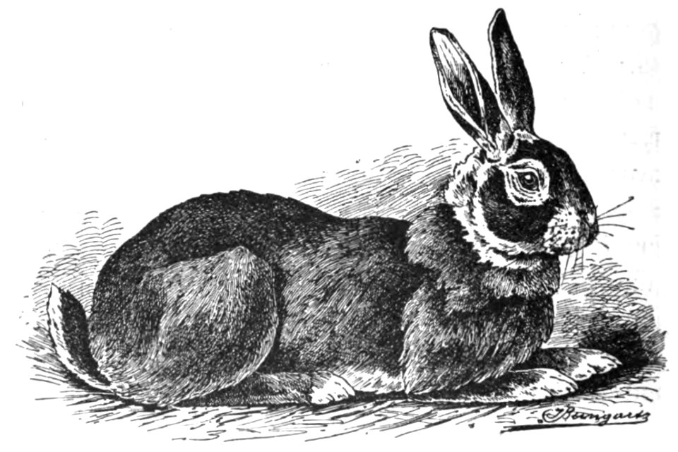 Schwarzes und rothes Kaninchen (Jean Bungartz, Kaninchenrassen, 1902, p082)