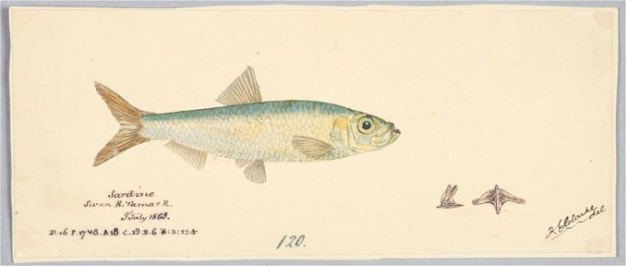 Sardinops neopilchardus by Frank Edward Clarke